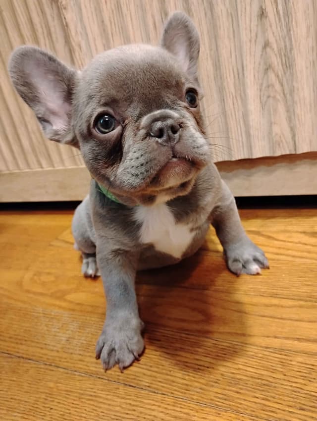 French Bulldog Puppies media 4