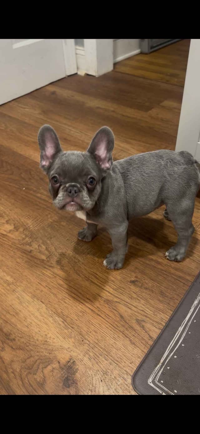 French Bulldog Puppies media 6