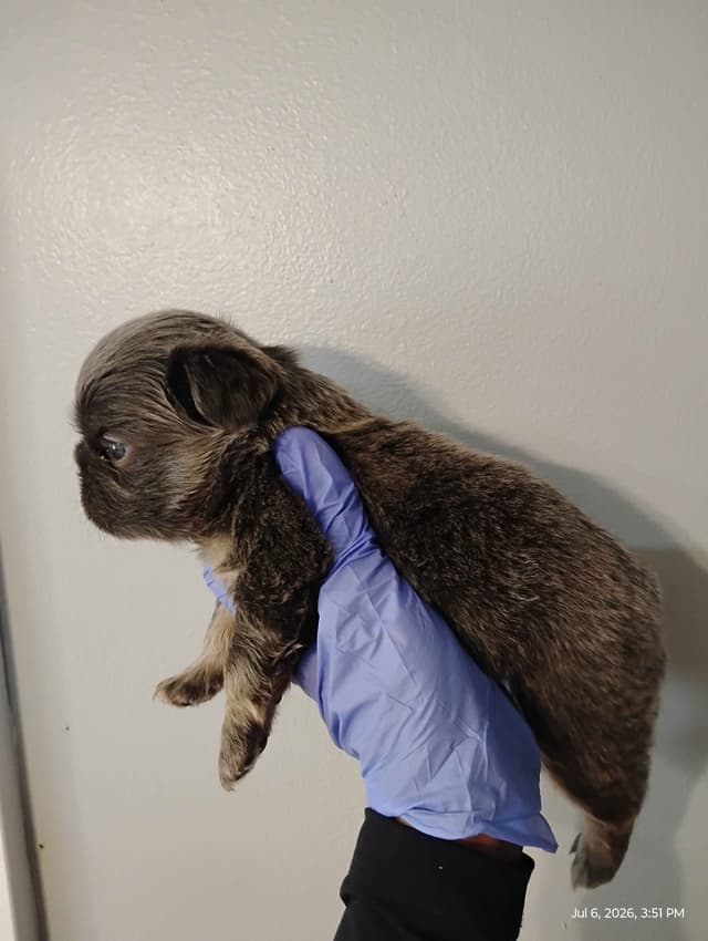 French Bulldog Puppies media 3