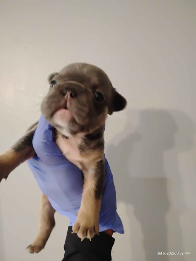 French Bulldog Puppies media 4