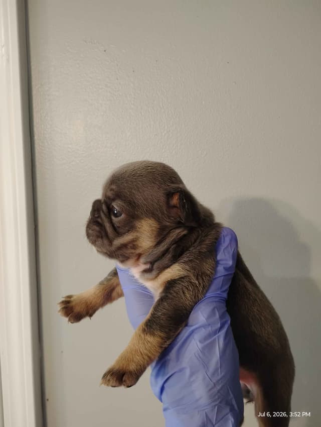 French Bulldog Puppies media 5
