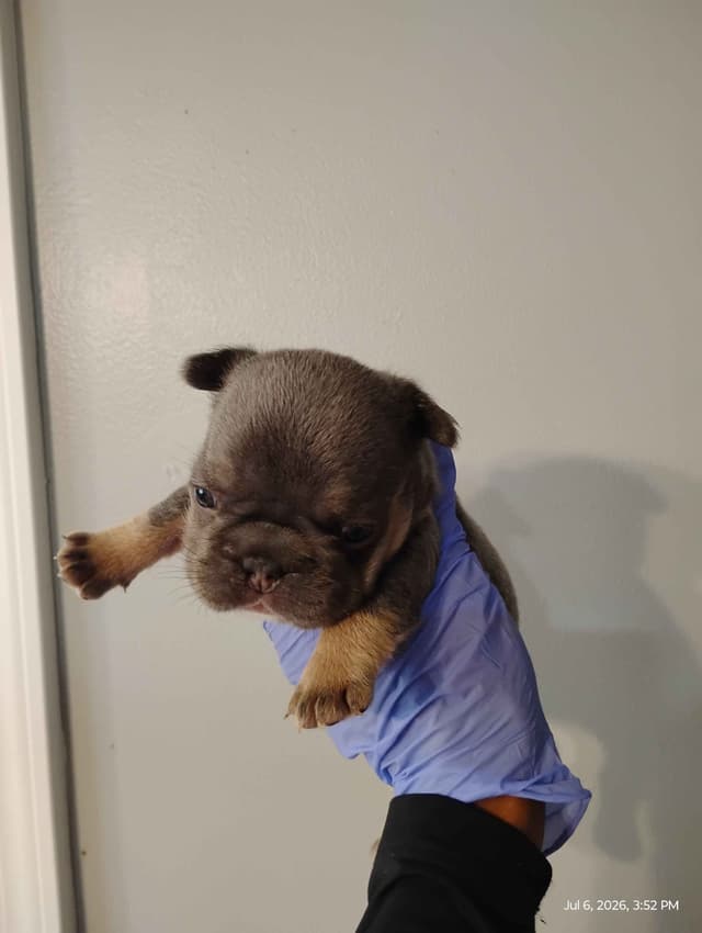 French Bulldog Puppies media 6