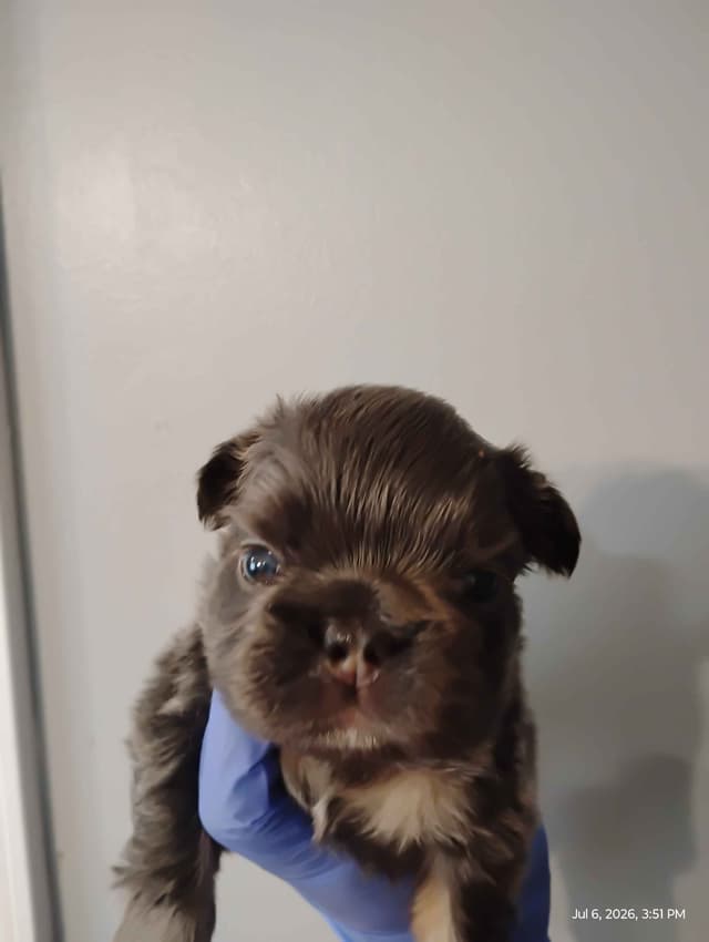 French Bulldog Puppies media 7