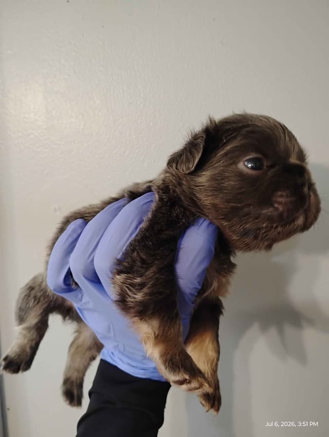 French Bulldog Puppies media 8