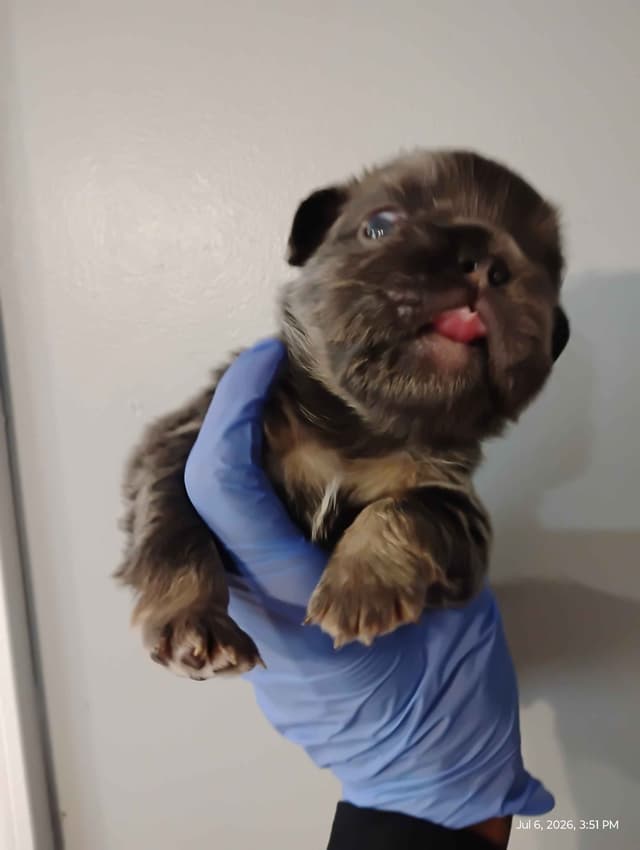 French Bulldog Puppies media 9