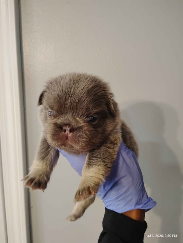 French Bulldog Puppies media 10
