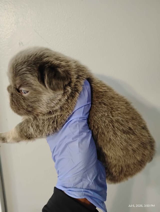 French Bulldog Puppies media 14