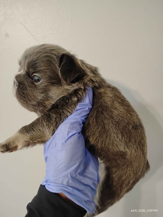 French Bulldog Puppies media 15