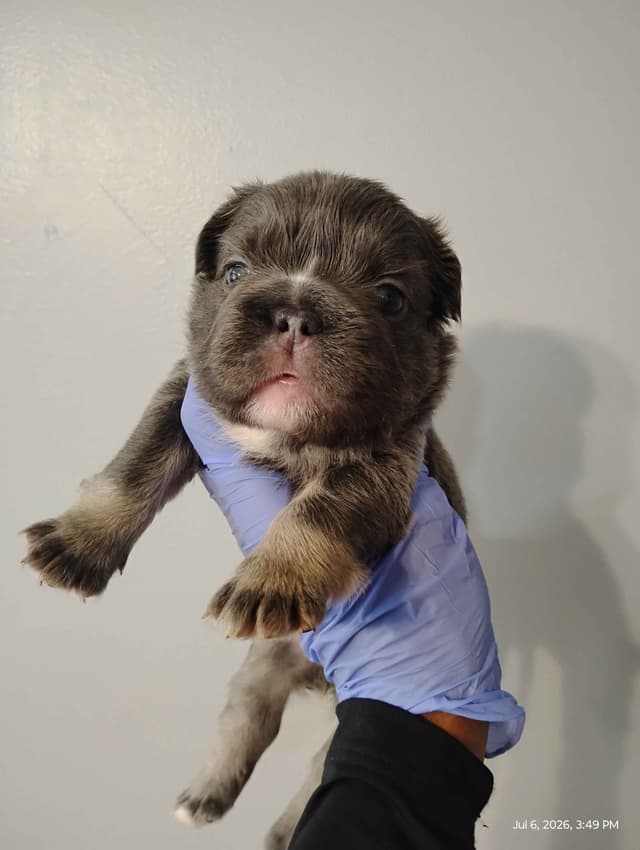 French Bulldog Puppies media 16