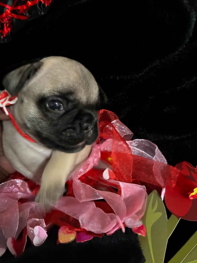 French Bulldog Puppies - Valentine's Day Litter! <3 media 4