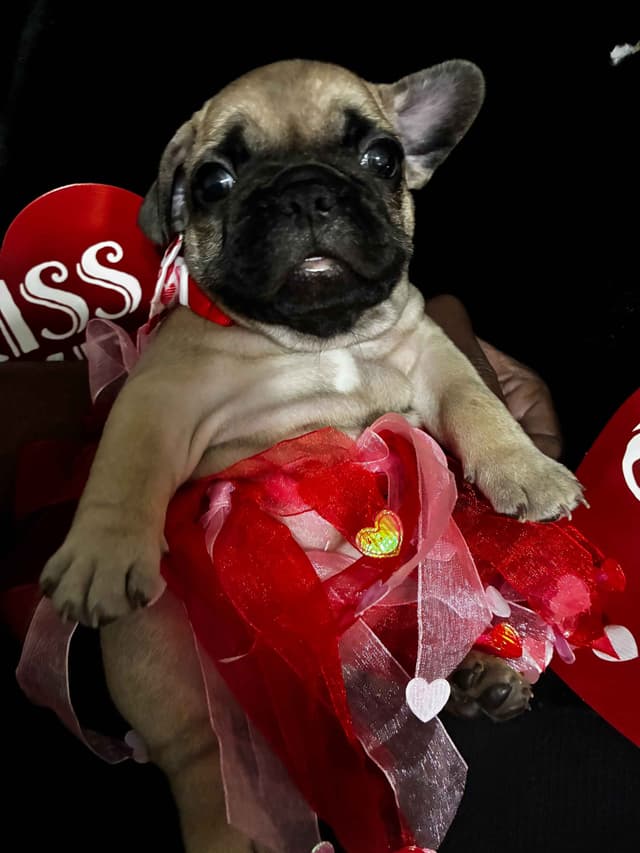 French Bulldog Puppies - Valentine's Day Litter! <3 media 5