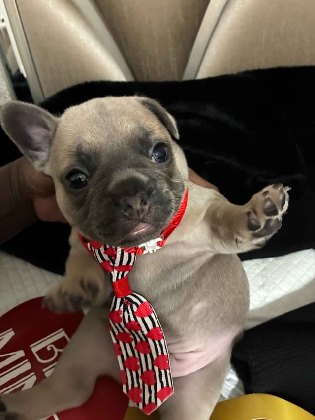 French Bulldog Puppies - Valentine's Day Litter! <3 media 6