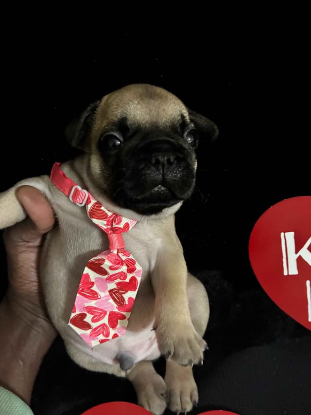 French Bulldog Puppies - Valentine's Day Litter! <3 media 7