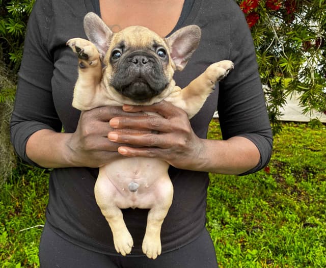 French Bulldog Puppies - Valentine's Day Litter! <3 media 8