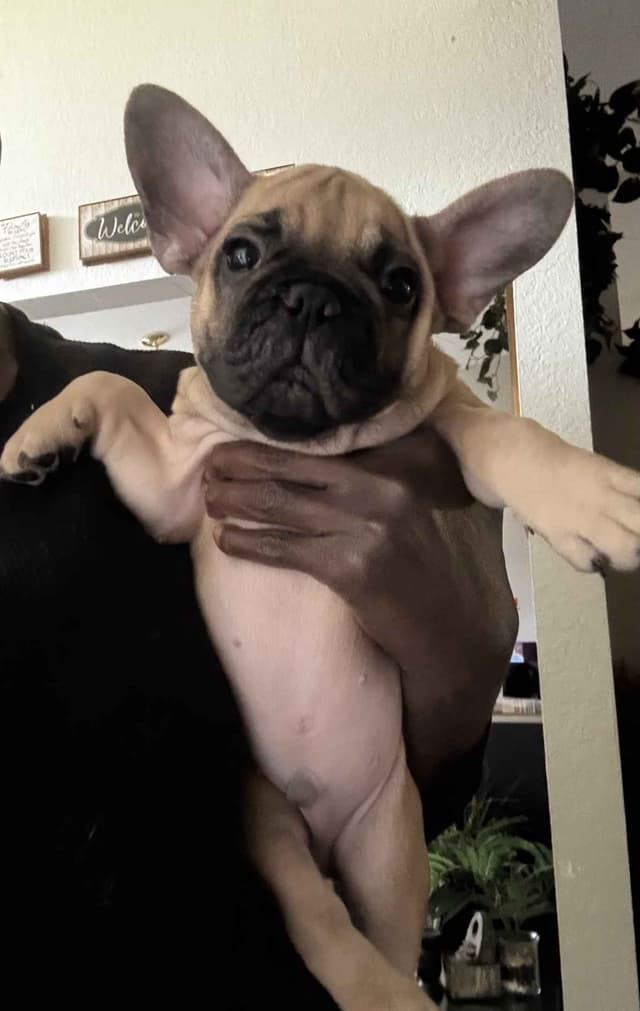 French Bulldog Puppies - Valentine's Day Litter! <3 media 9
