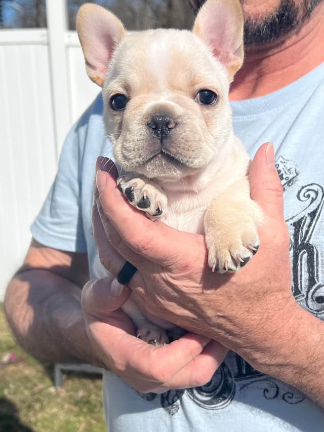 French Bulldog Puppies media 2