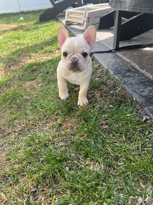 French Bulldog Puppies media 3