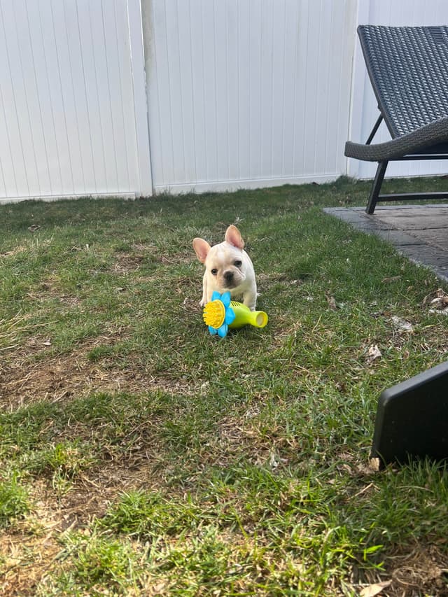 French Bulldog Puppies media 4