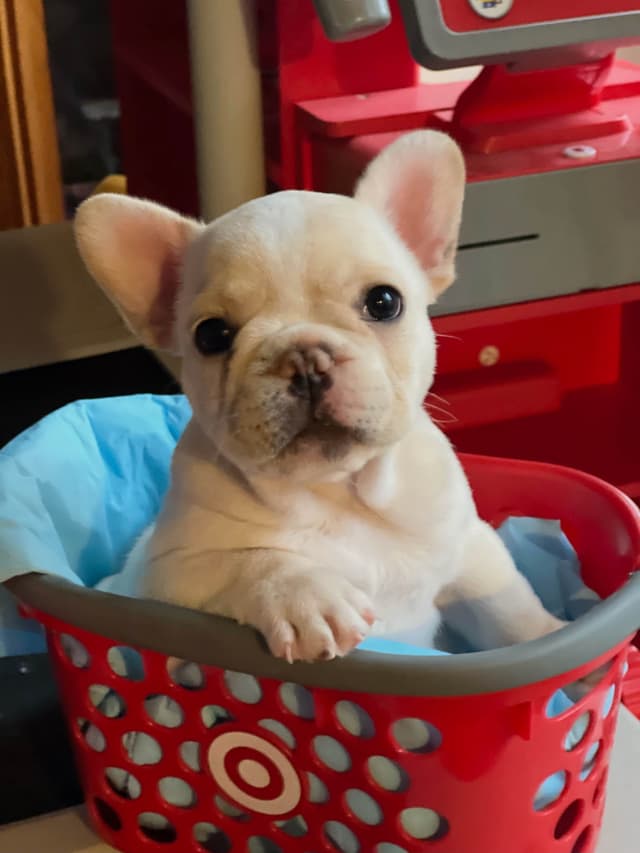 French Bulldog Puppies media 5