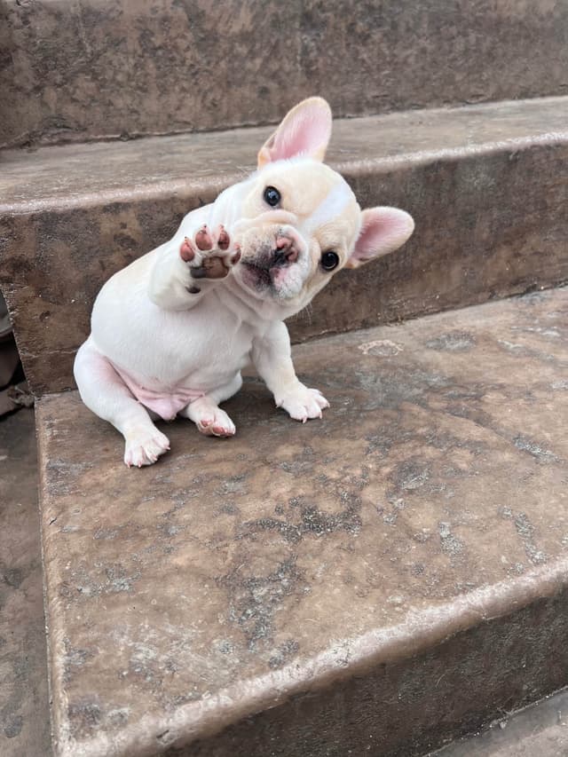 French Bulldog Puppies media 6