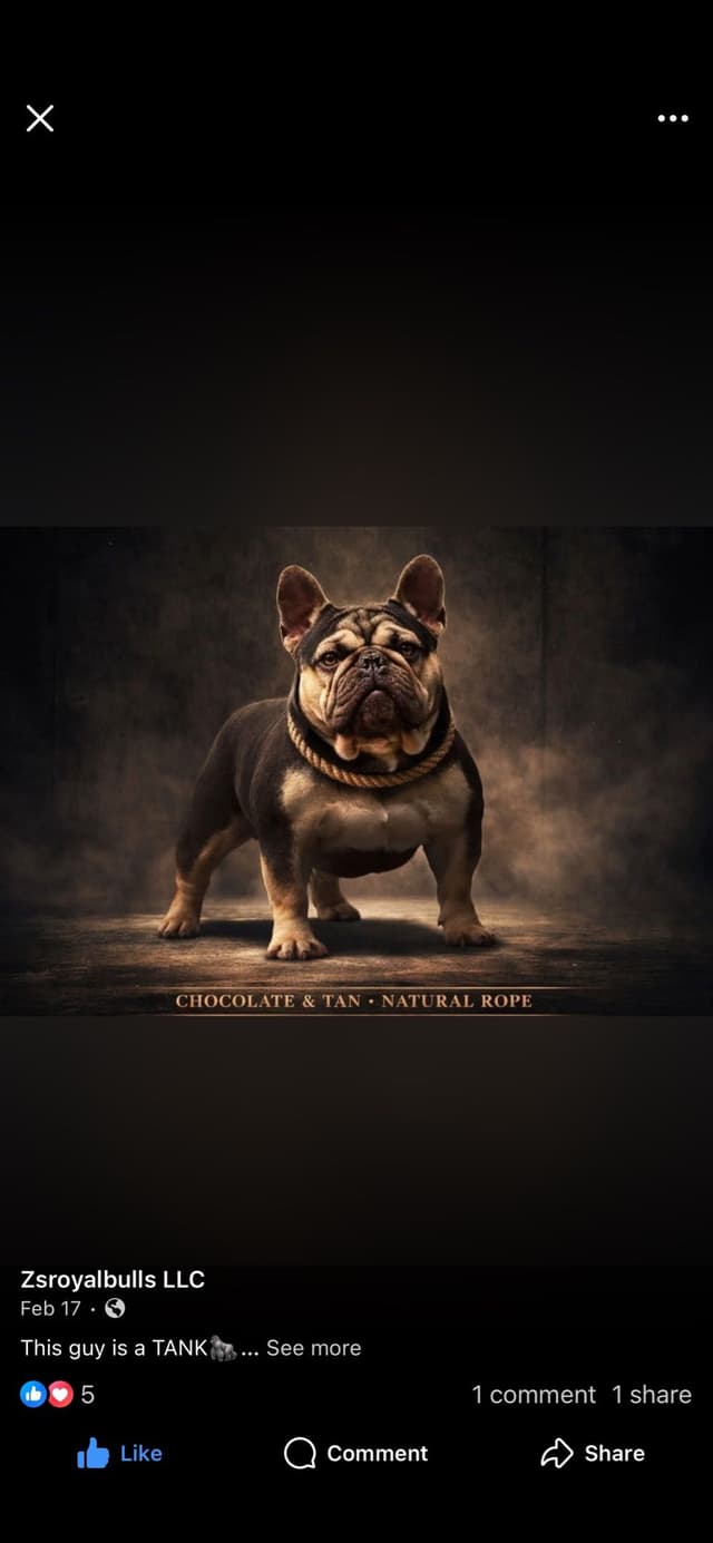 French Bulldog Puppies media 7