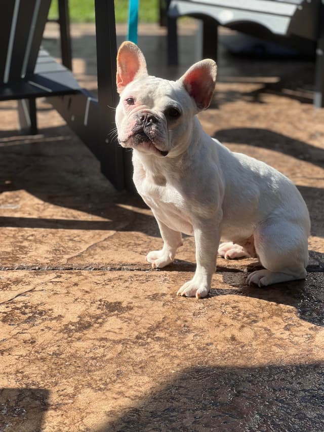French Bulldog Puppies media 9
