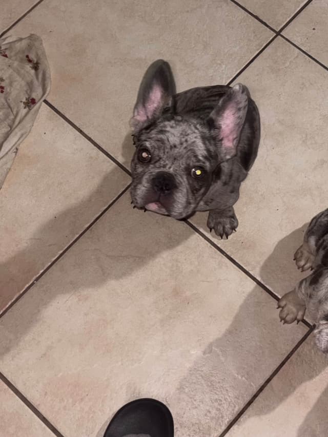 French Bulldog Puppies media 3