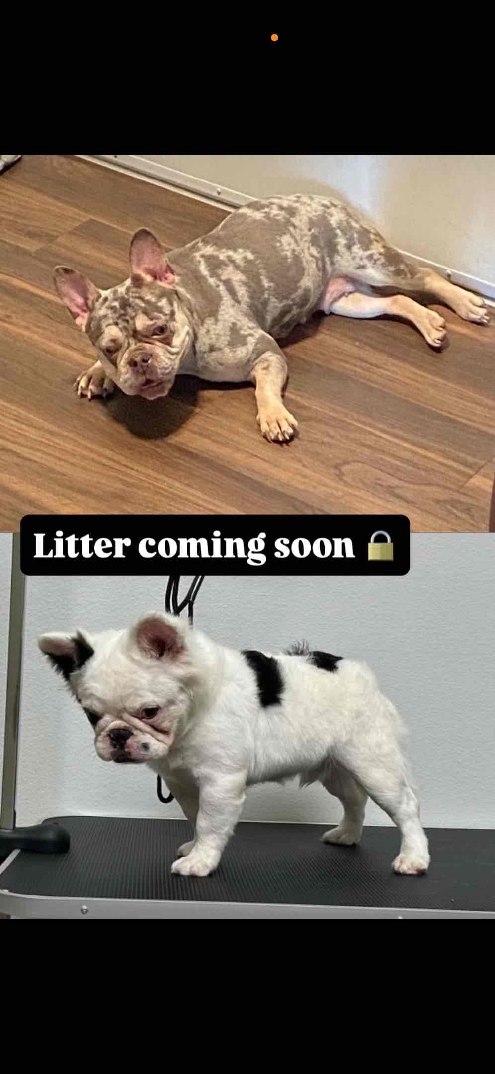 French Bulldog Puppies breeder image 1
