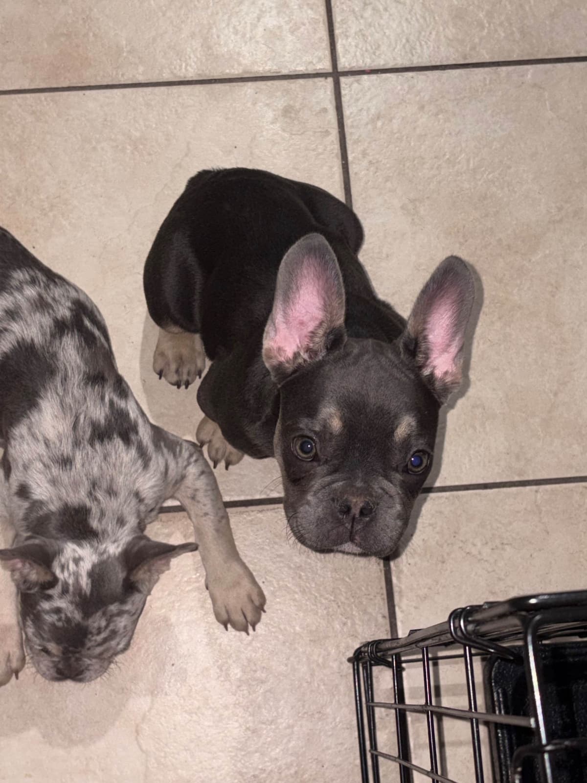 French Bulldog Puppies breeder image 3