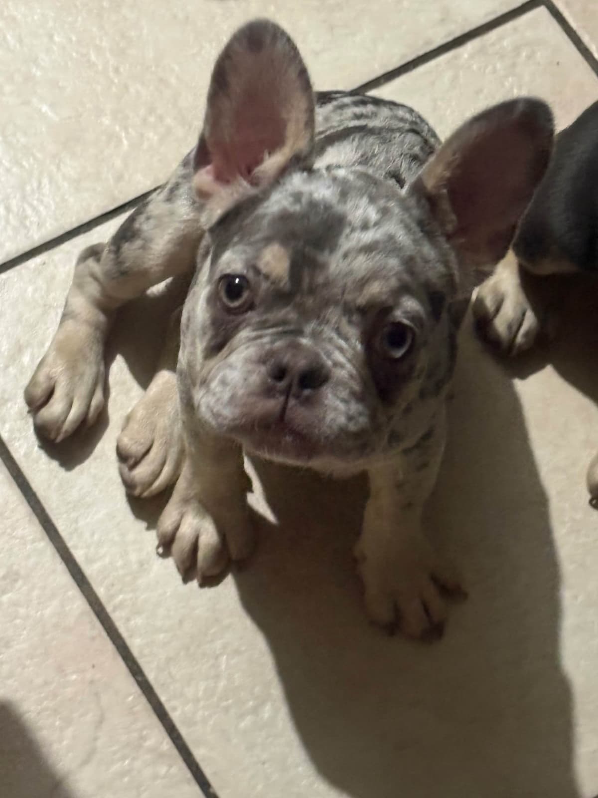 French Bulldog Puppies breeder image 5