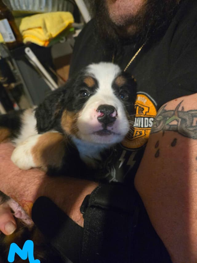 Bernese Mountain Dog Puppies media 2