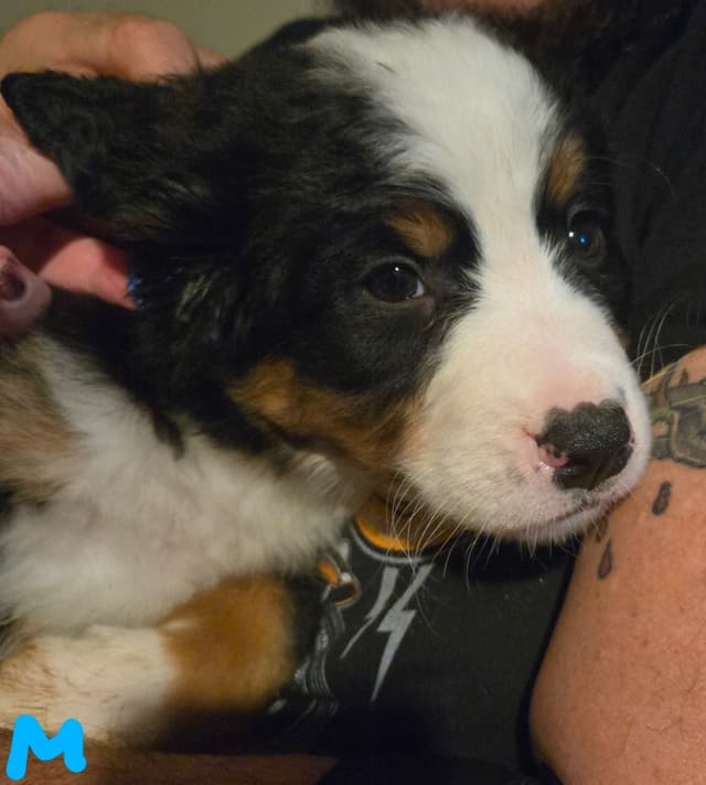 Bernese Mountain Dog Puppies media 3