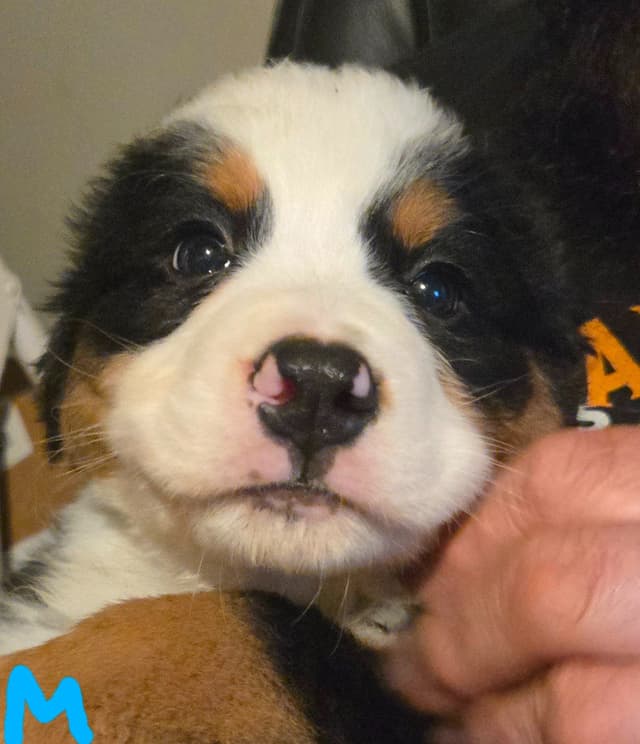 Bernese Mountain Dog Puppies media 4