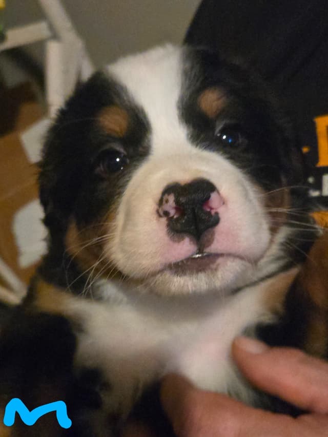 Bernese Mountain Dog Puppies media 5