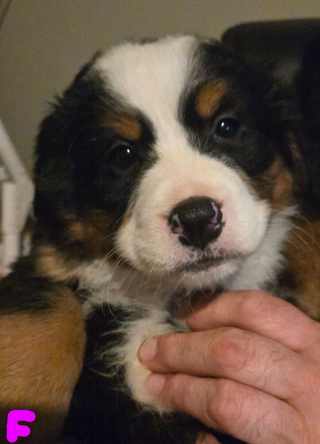 Bernese Mountain Dog Puppies media 6