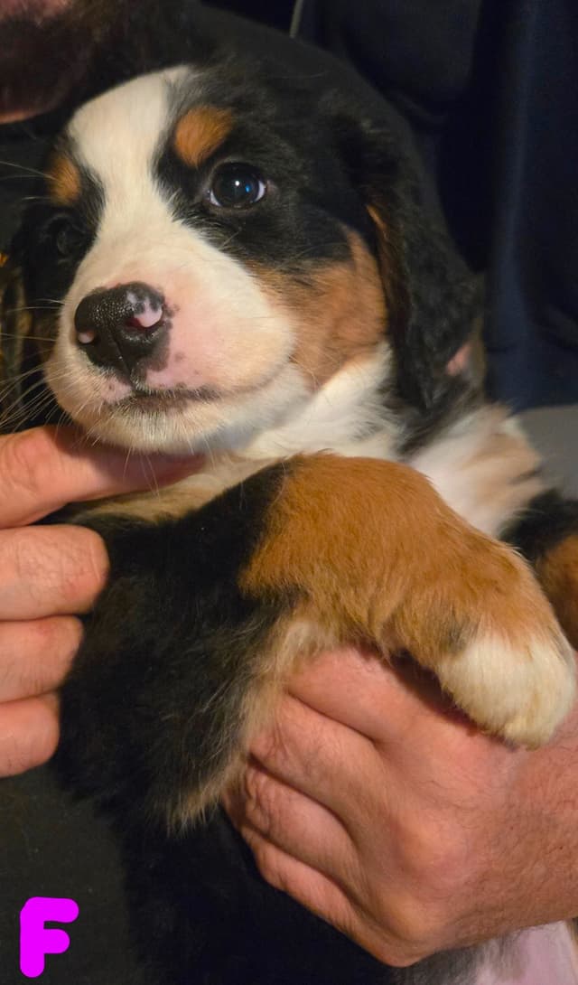Bernese Mountain Dog Puppies media 7