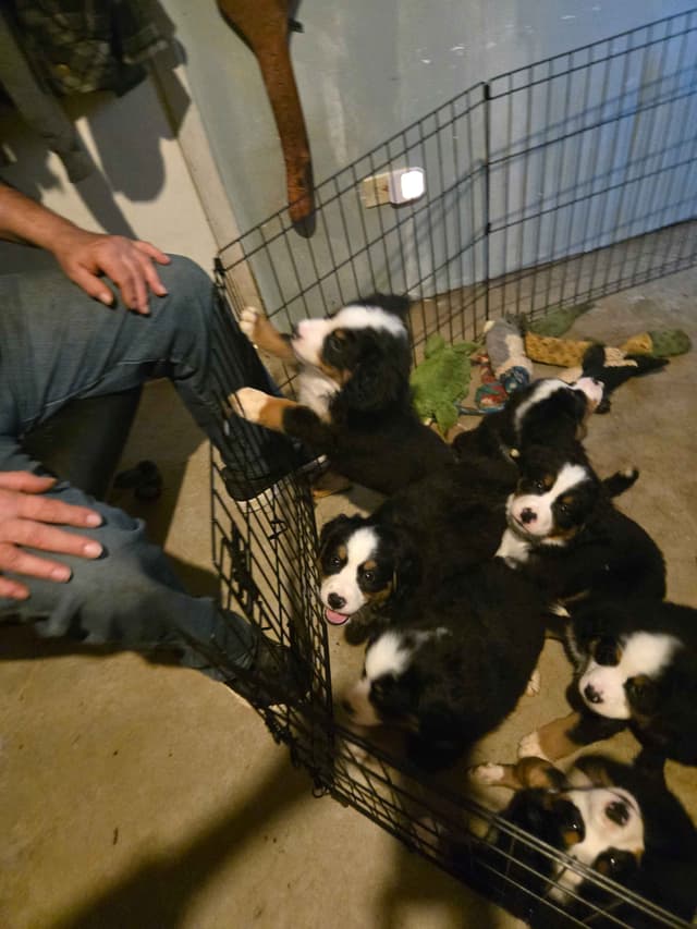 Bernese Mountain Dog Puppies media 8