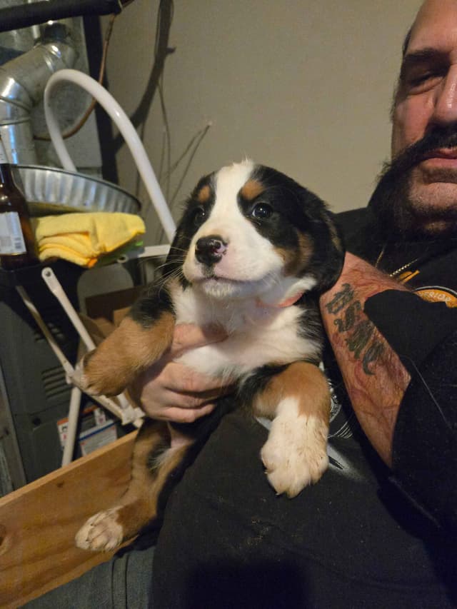 Bernese Mountain Dog Puppies media 9