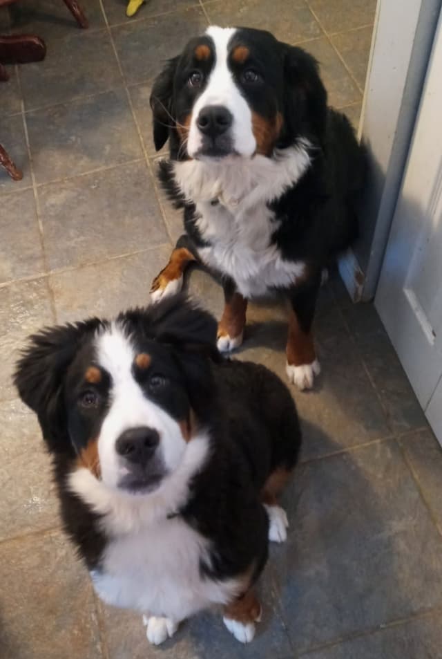Bernese Mountain Dog Puppies media 10