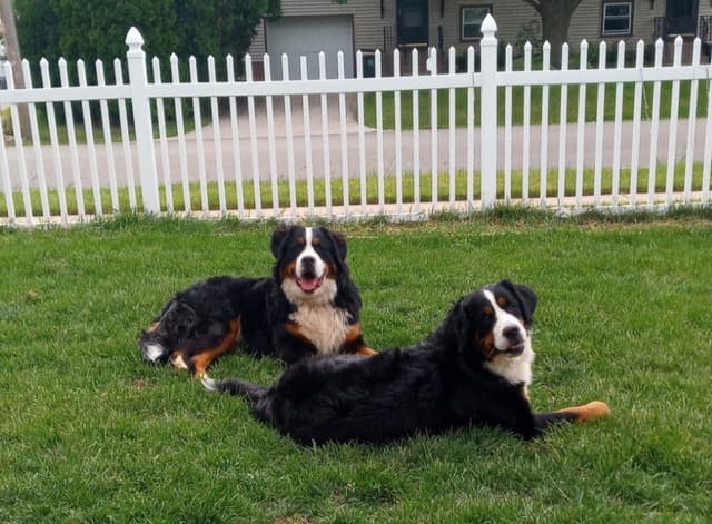 Bernese Mountain Dog Puppies media 11