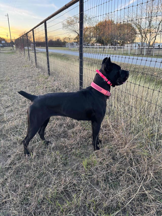 Cane Corso Puppies media 2