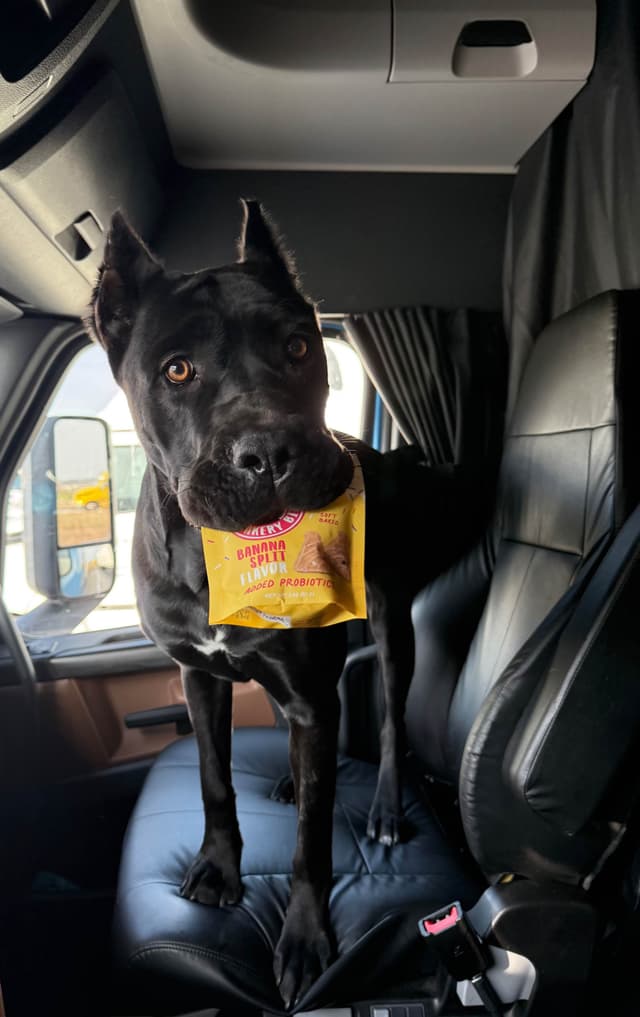 Cane Corso Puppies media 3