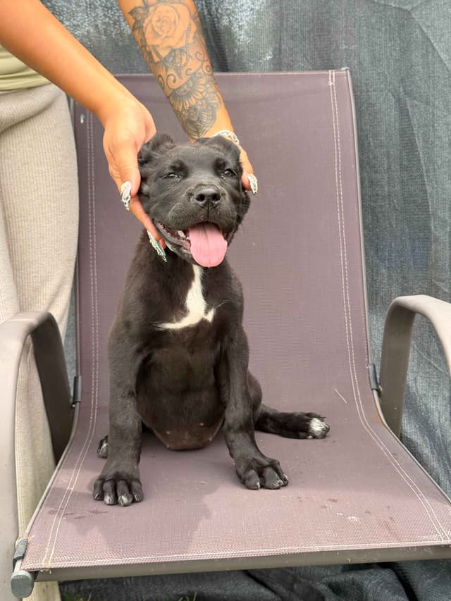 Cane Corso Puppies media 4