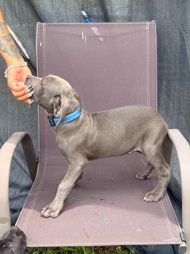 Cane Corso Puppies media 8