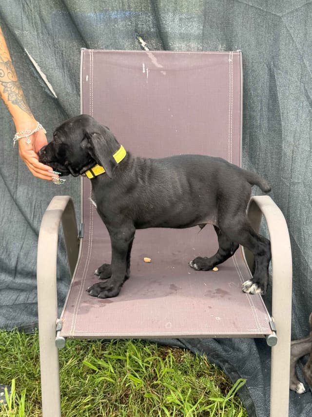 Cane Corso Puppies media 7
