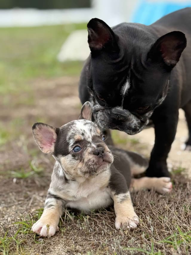 French Bulldog Puppy media 6