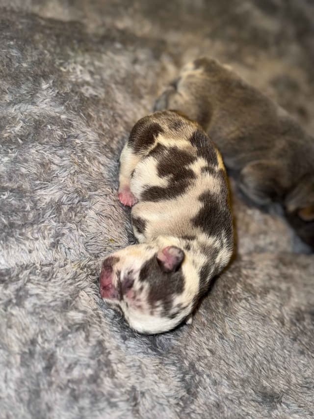 French Bulldog Puppy media 7