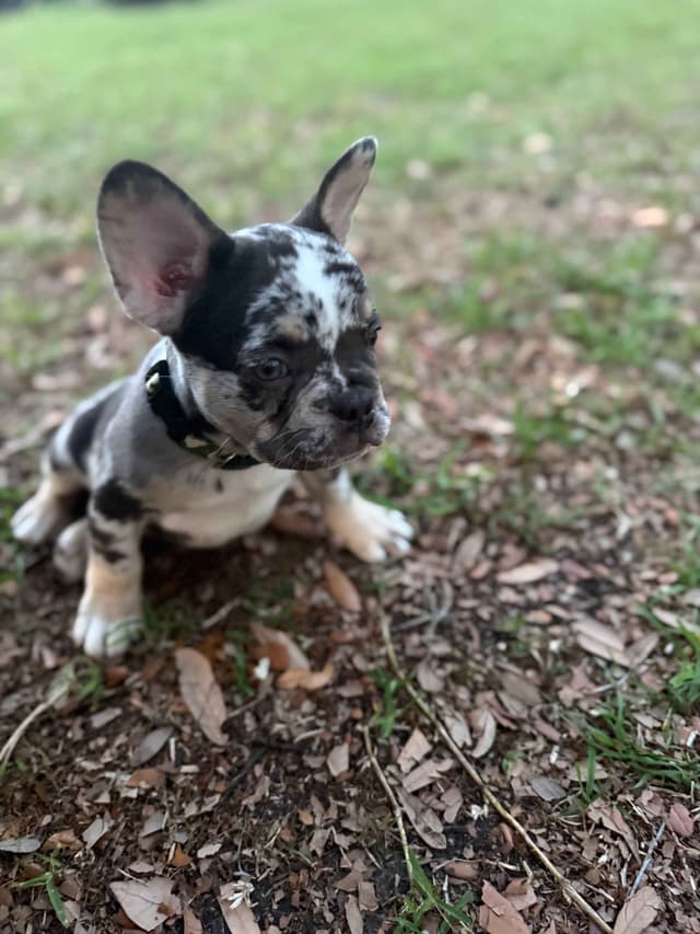 French Bulldog Puppy media 3