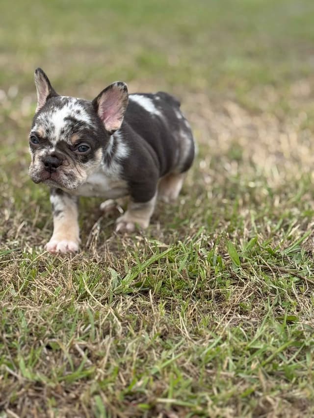 French Bulldog Puppy media 9