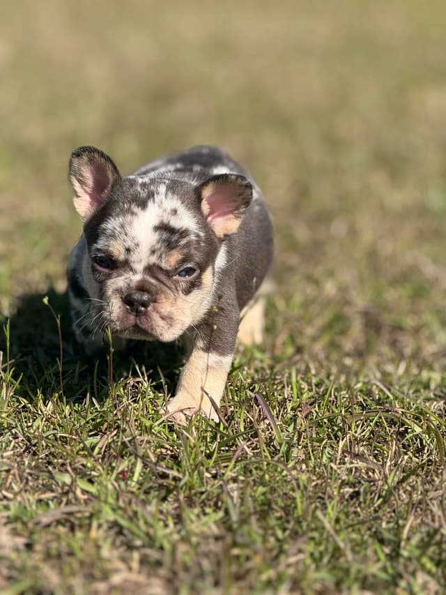 French Bulldog Puppy media 4